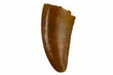 Serrated, Raptor Tooth - Real Dinosaur Tooth #115858-1